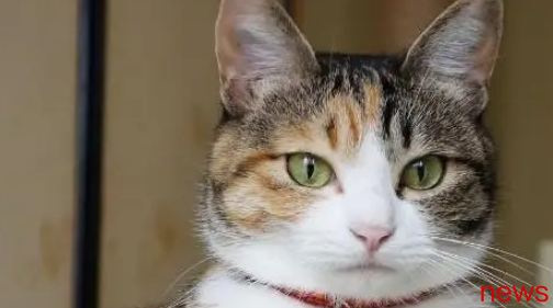 10 cold knowledge about cats, cat slaves must read