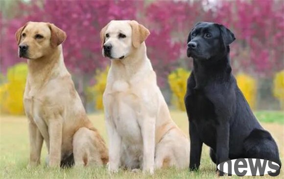 35 kinds of cute pets and dogs gather together, and dog lovers should not miss it!