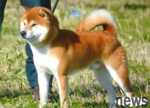 Which breed of dog is the closest to a wolf?