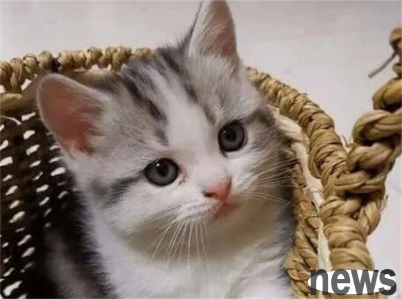 A list of six cats that are 