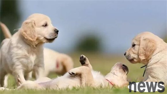 7 benefits of raising a dog. You don’t know if you don’t raise it. You can’t quit if you raise it.