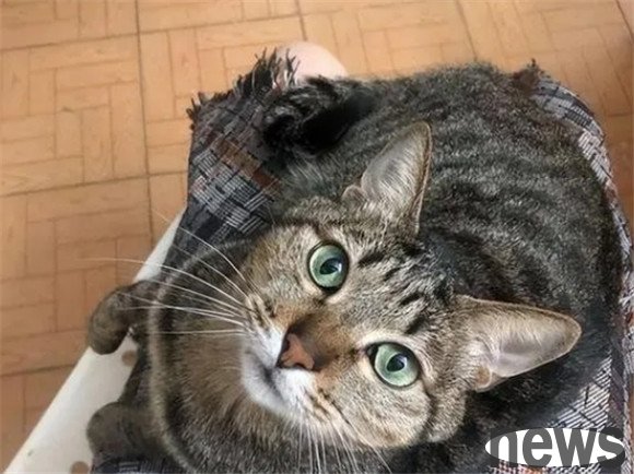 Cats who are 