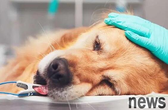 Causes of dog bleeding and first aid methods