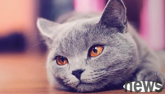 What s wrong with cats always vomiting at three or four in the morning?