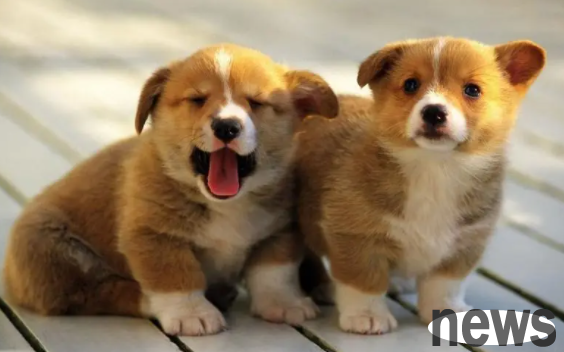 Can puppies eat pumpkin? What impact will it have?