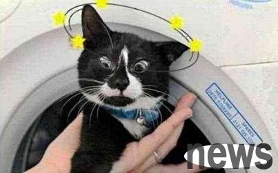 I accidentally threw my cat into the washing machine and laughed when I found it. The cat said: I really can’t trust humans.